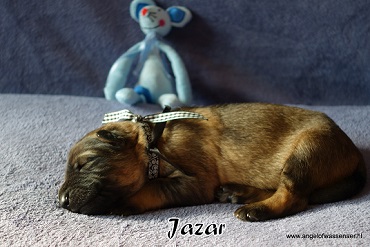 Jazar, licht-grauwe Oudduitse Herder reu van 1 week oud